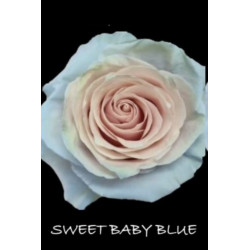 七夕預購 厄瓜多玫瑰 粉寶貝藍 Sweet baby blue