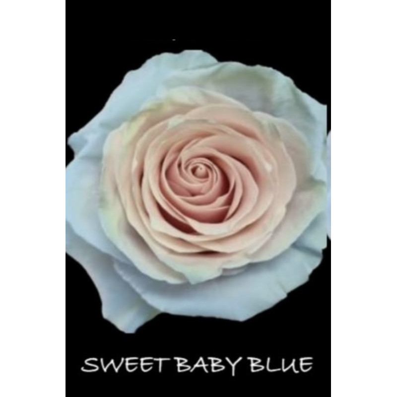 七夕預購 厄瓜多玫瑰 粉寶貝藍 Sweet baby blue