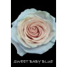 七夕預購 厄瓜多玫瑰 粉寶貝藍 Sweet baby blue