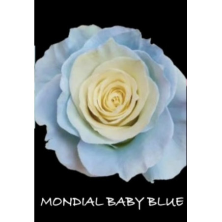 七夕預購 厄瓜多玫瑰 淺藍寶貝藍  Mondial baby blue