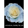 七夕預購 厄瓜多玫瑰 淺藍寶貝藍  Mondial baby blue