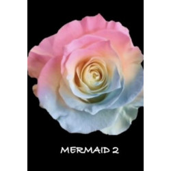 七夕預購 厄瓜多玫瑰 美人魚 Mermaid2