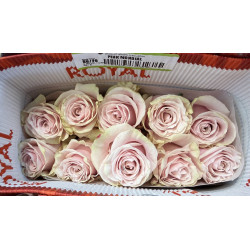 七夕預購 孟岱爾粉玫瑰 Mondial Pink
