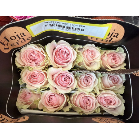 七夕預購 果園粉玫瑰 Frutteto