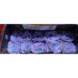 七夕預購 厄瓜多玫瑰 Blue Lavander