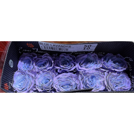 七夕預購 厄瓜多玫瑰 Blue Lavander