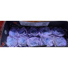 七夕預購 厄瓜多玫瑰 Blue Lavander