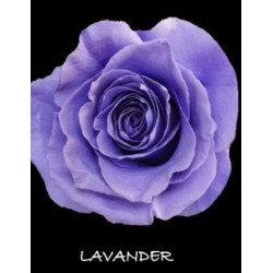 七夕預購 厄瓜多玫瑰 Lavander