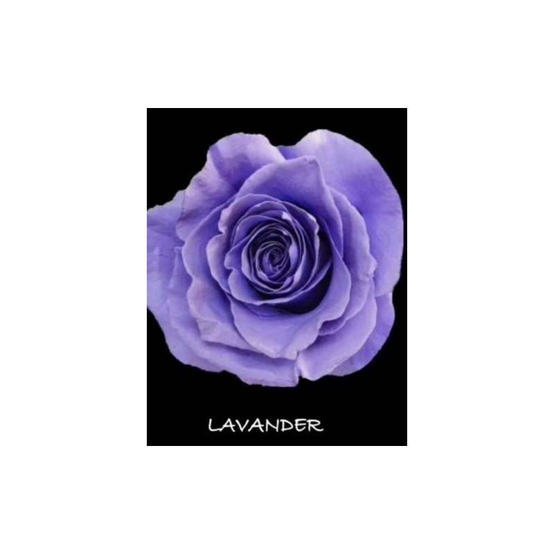 七夕預購 厄瓜多玫瑰 Lavander