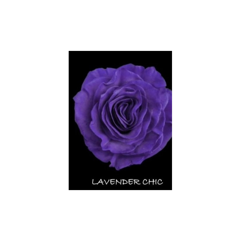 七夕預購 厄瓜多玫瑰 Lavander Chic