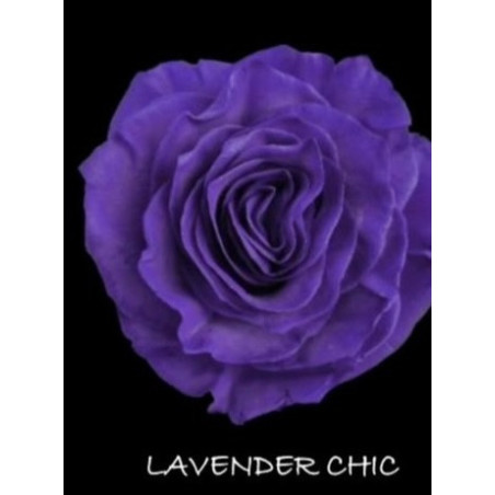 七夕預購 厄瓜多玫瑰 Lavander Chic