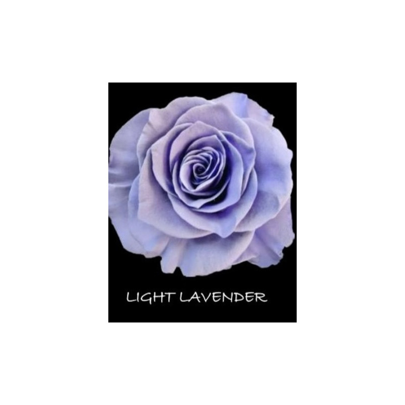 七夕預購 厄瓜多玫瑰Light Lavander