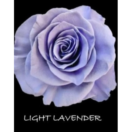 七夕預購 厄瓜多玫瑰Light Lavander