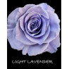 七夕預購 厄瓜多玫瑰Light Lavander