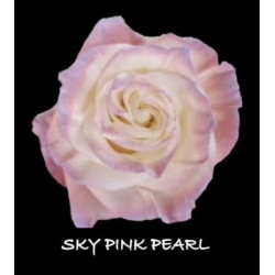 七夕預購 厄瓜多玫瑰 珍珠粉 Sky  Pink Pearl