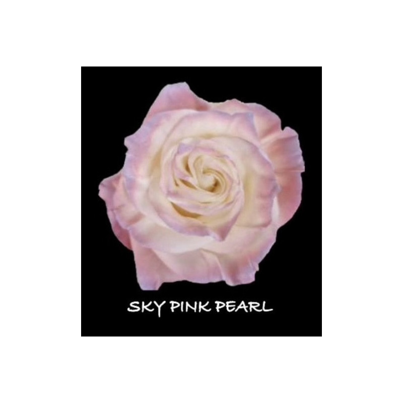 七夕預購 厄瓜多玫瑰 珍珠粉 Sky  Pink Pearl
