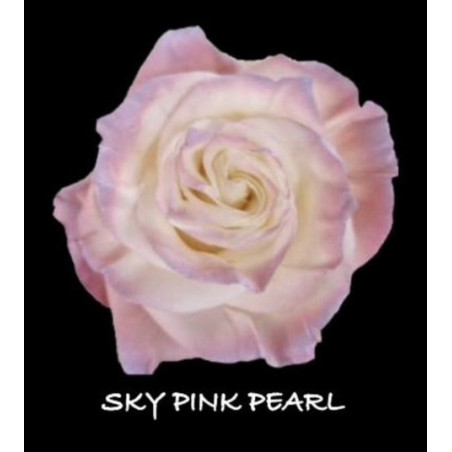 七夕預購 厄瓜多玫瑰 珍珠粉 Sky  Pink Pearl