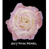 七夕預購 厄瓜多玫瑰 珍珠粉 Sky  Pink Pearl