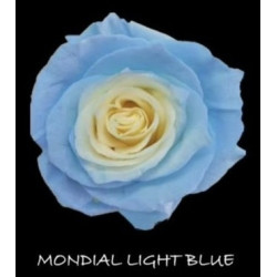 七夕預購 厄瓜多玫瑰 淺藍  Mondial light blue