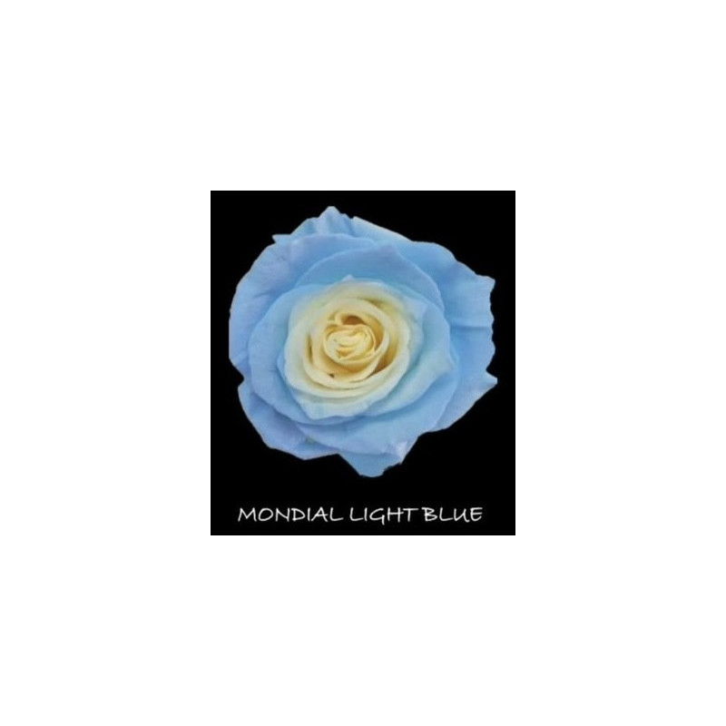 七夕預購 厄瓜多玫瑰 淺藍  Mondial light blue