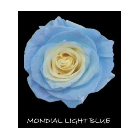 七夕預購 厄瓜多玫瑰 淺藍  Mondial light blue