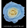 七夕預購 厄瓜多玫瑰 淺藍  Mondial light blue