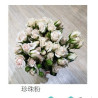 七夕預購 肯亞玫瑰  珍珠泡泡多頭玫瑰