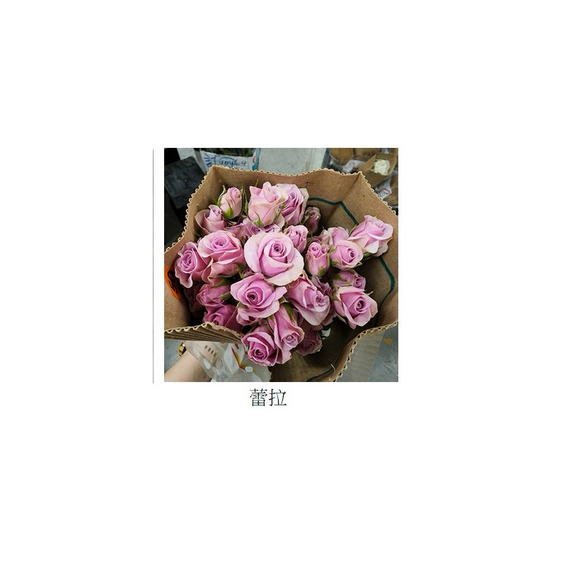 七夕預購 肯亞玫瑰  蕾菈 多頭玫瑰