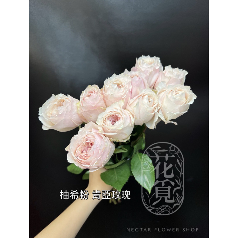七夕預購 肯亞玫瑰  柚希粉