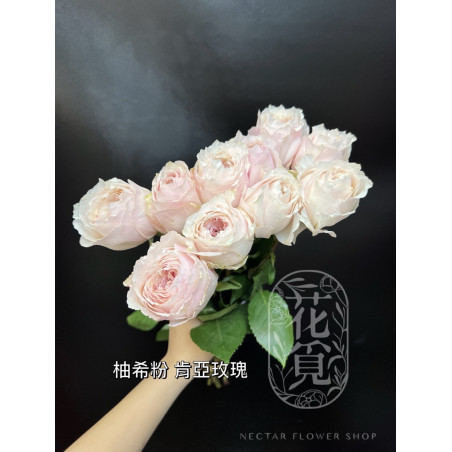 七夕預購 肯亞玫瑰  柚希粉