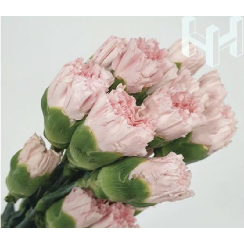 母親節預購 美國康乃馨 淺粉