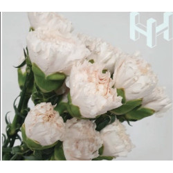 母親節預購 美國康乃馨 珍珠