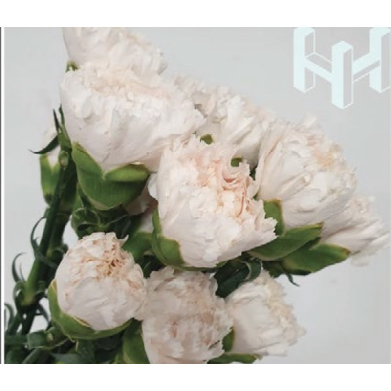 母親節預購 美國康乃馨 珍珠