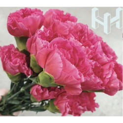 母親節預購 美國康乃馨 桃