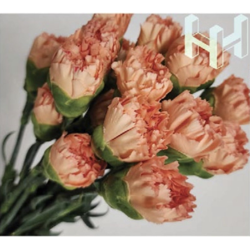 母親節預購 美國康乃馨 可比橘