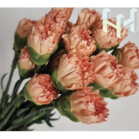 母親節預購 美國康乃馨 可比橘