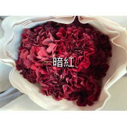 母親節預購 美國康乃馨 暗紅