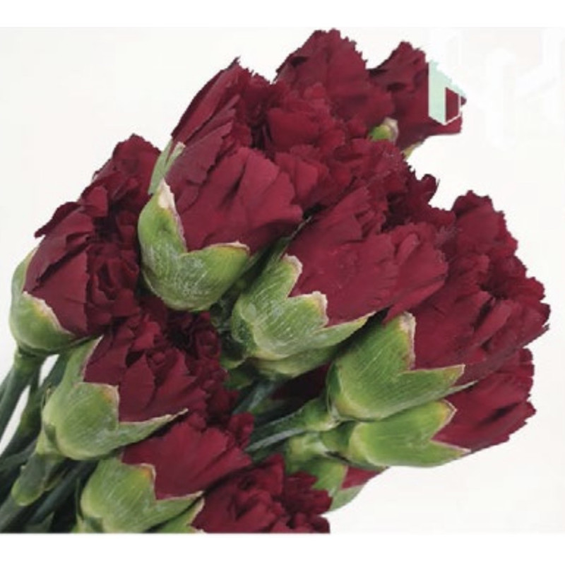 母親節預購 美國康乃馨 暗紅