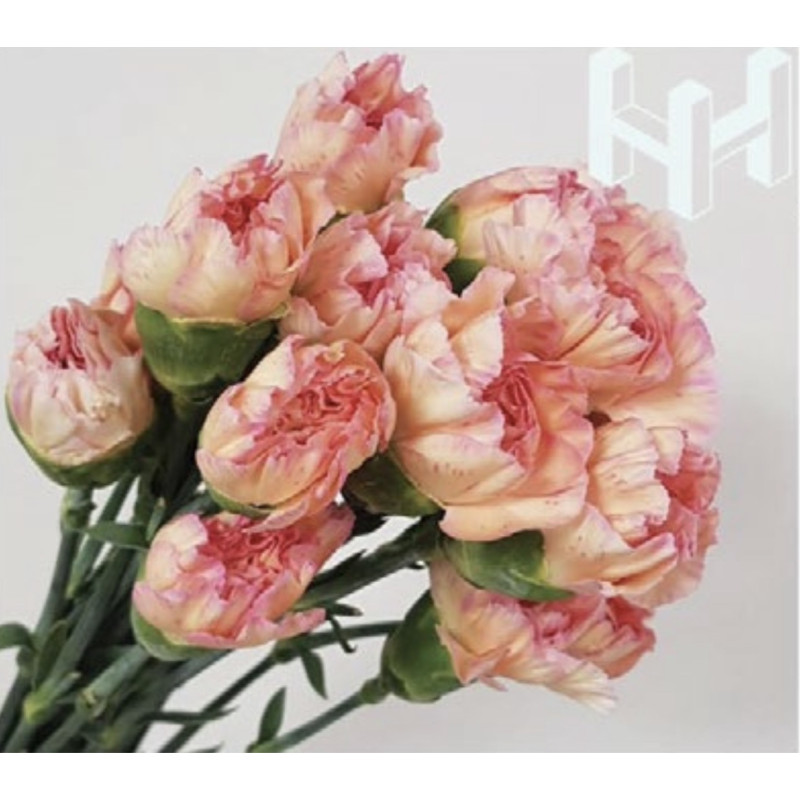 母親節預購 美國康乃馨 蘋果茶