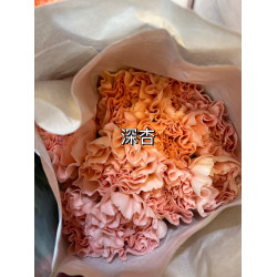 母親節預購 美國康乃馨 深杏