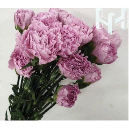 母親節預購 美國康乃馨 清水