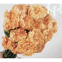 母親節預購 美國康乃馨 木瓜