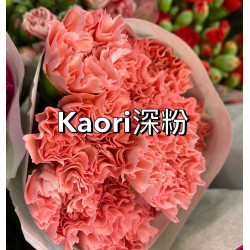 母親節預購 美國康乃馨 深粉