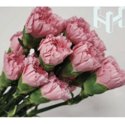 母親節預購 美國康乃馨 深粉