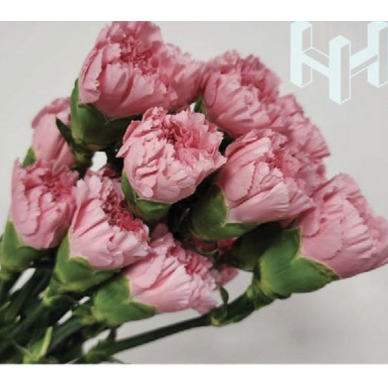 母親節預購 美國康乃馨 深粉