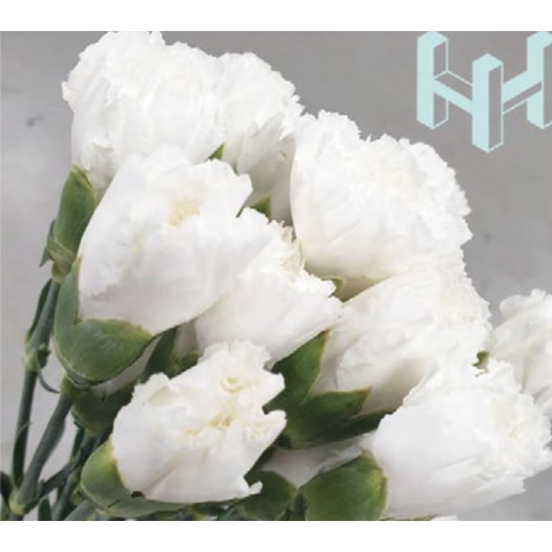 母親節預購 美國康乃馨 月光白