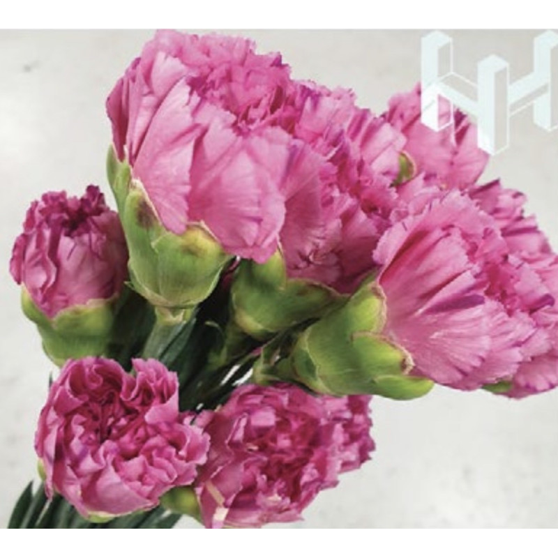 母親節預購 美國康乃馨 新紅酒