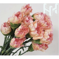 母親節預購 美國康乃馨 雞蛋