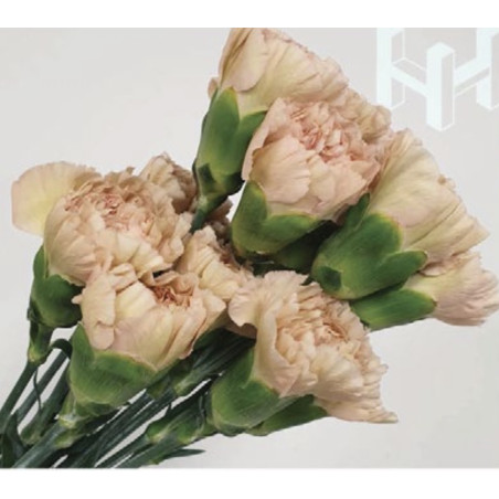 母親節預購 美國康乃馨 經典奶茶