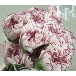 母親節預購 美國康乃馨 粉底細紫